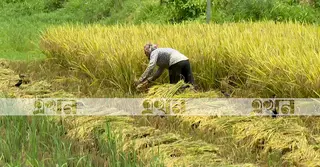 লক্ষ্যমাত্রা অর্জনেও লোকসানের শঙ্কায় কুমিল্লার বোরো চাষিরা